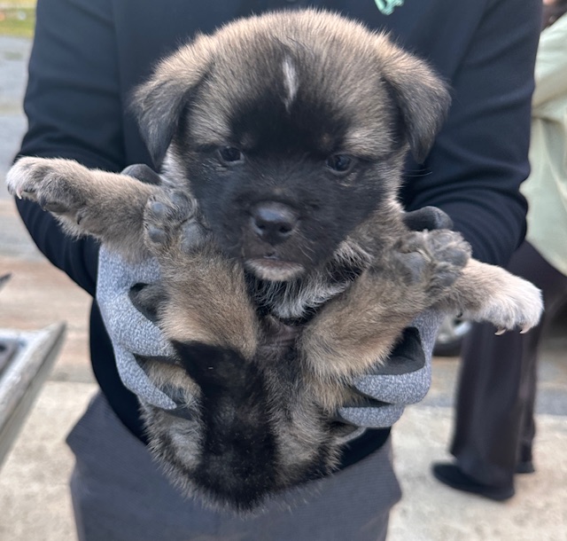 종료(자연사) 믹스…